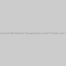 Image of Recombinant Bordetella Parapertussis hprK Protein (aa 1-308)